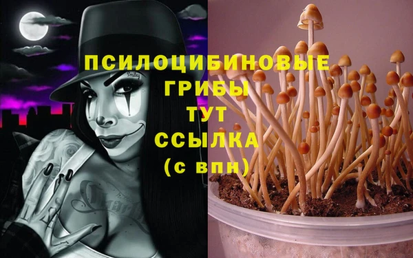 гашик Алексин